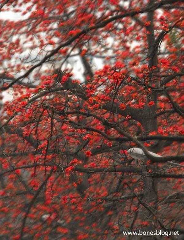 Photoshop实例教程:大树红花照片处理